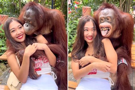 orangutan tits|Orangutan flashes grin while groping womans breasts at。